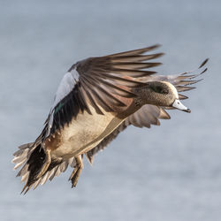 Close-up of seagull flying