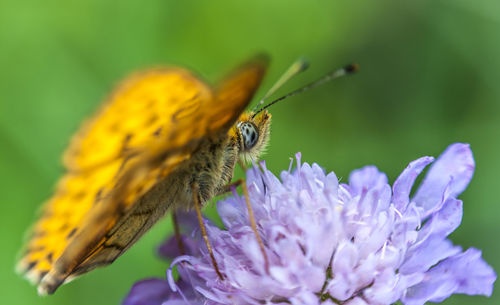 Close-up of butterfly pollinating on purple flower