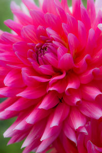 Close-up of pink dahlia blooming outdoors