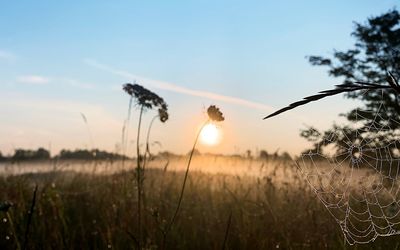 Close-up of stalks in field against sky at sunset