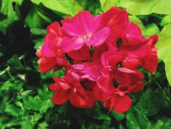 Close-up of red flowers blooming outdoors