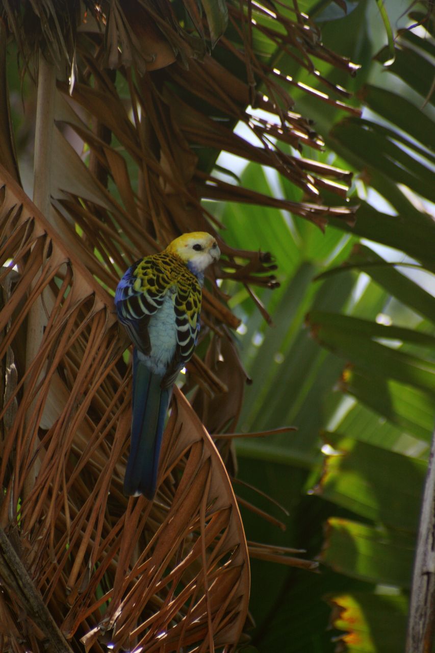 CLOSE-UP OF PARROT PERCHING ON TREE