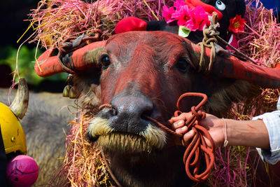 Close-up face make-up of buffalo in thailand buffaloa running festival