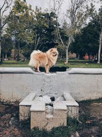 Dog sitting on tree