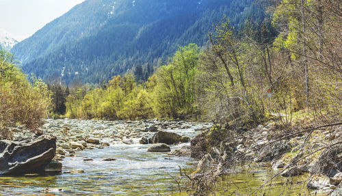 Scenic view of river flowing through forest