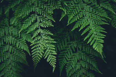 Close-up of fern leaves