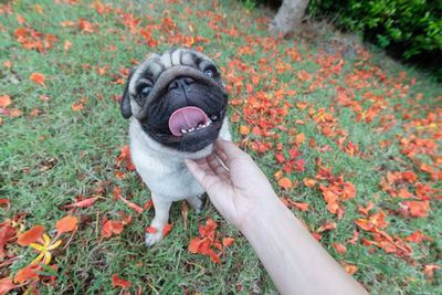 Close-up of hand holding small dog at flower