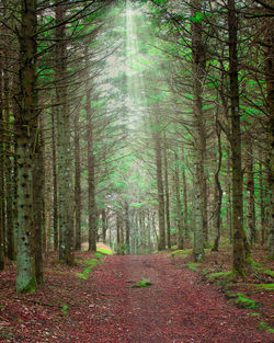 Trees in forest