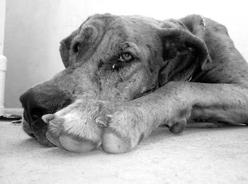 Close-up of dog resting on floor