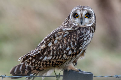 Close-up portrait of owl perching outdoors