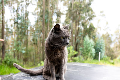 Cat looking away