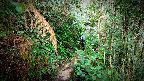 Plants and trees on field in forest