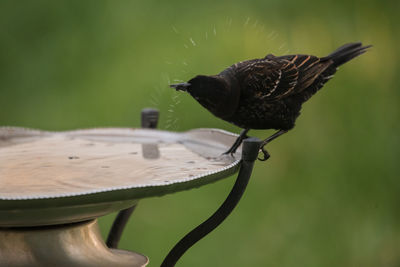 Starling making use of the birdbath