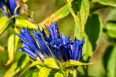 Close-up of purple flowering plant