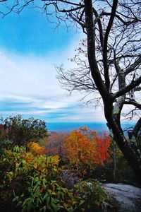 Scenic view of trees against sky during autumn