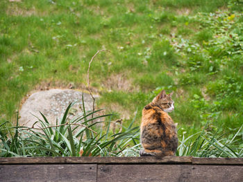 Cat sitting on field