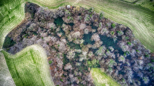 High angle view of corn field