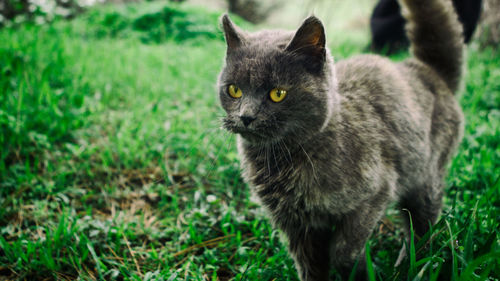 Close-up of cat on field