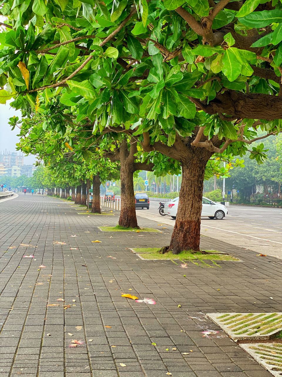 TREES BY FOOTPATH