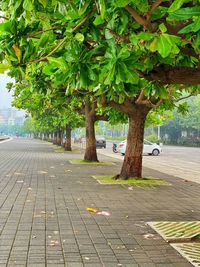 Trees by footpath in city