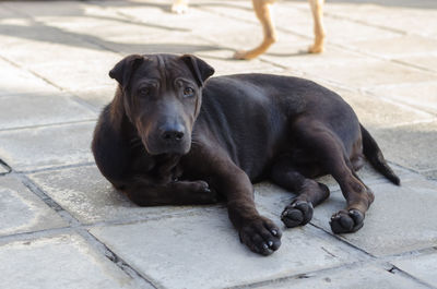 Portrait of black dog sitting outdoors