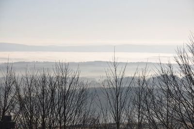 Bare tree against mountain range
