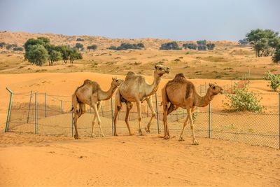 Camels in the desert, uae