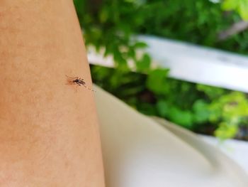 Close-up of insect on hand