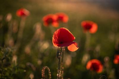 Close-up of red poppy flower on field