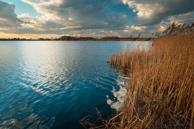 Reeds on the shores of a quiet blue lake and evening clouds on the sky