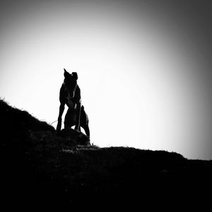 Silhouette person riding horse on land against sky