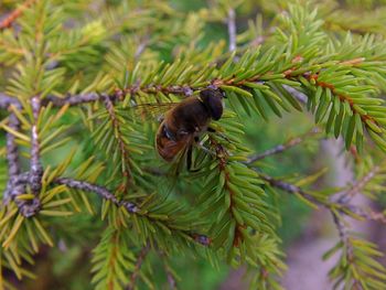 Close-up of ladybug on tree branch