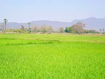 Scenic view of field against clear sky
