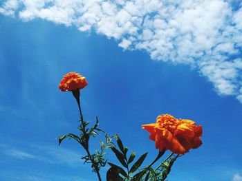 Low angle view of orange flowering plant against blue sky