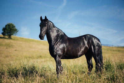 Horse standing on field against sky