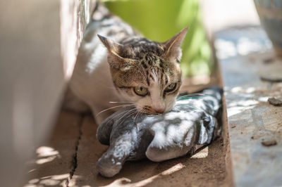 Close-up of a kitten