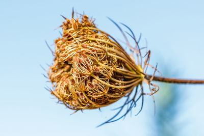 Close-up of dried plant against clear sky