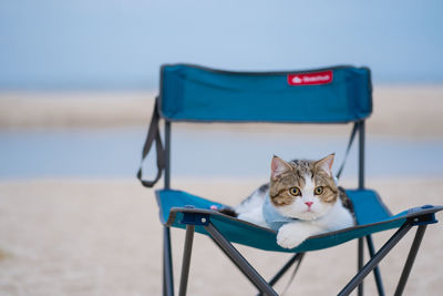 Travel on summer trip with cat sit on beach chair with beach background