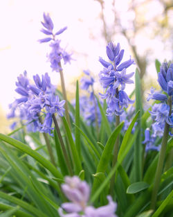 Close-up of purple flowers blooming in field