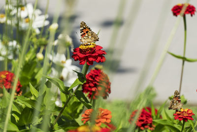 Close-up of butterfly pollinating on red flower