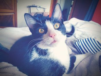 Close-up portrait of cat relaxing on bed at home