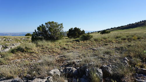 Scenic view of landscape against clear sky