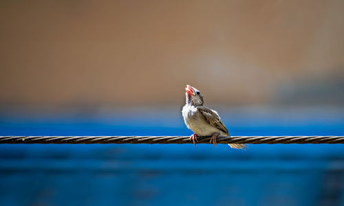 Newly born, hungry baby sparrow barely balancing on wire and awaiting for food from parents.