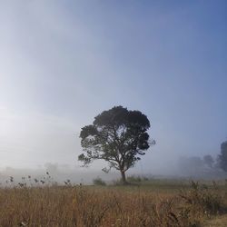 Tree on field against sky