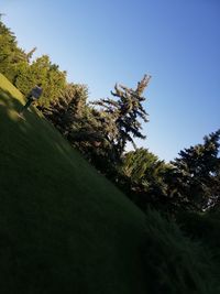 Low angle view of trees against clear sky