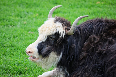 Sheep in a field