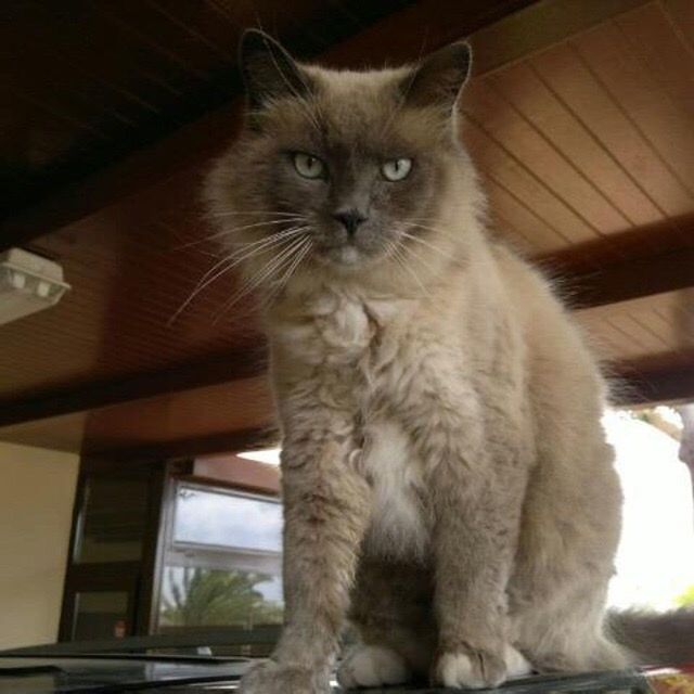 mammal, domestic, domestic animals, pets, cat, one animal, domestic cat, feline, no people, portrait, indoors, whisker, vertebrate, looking at camera, close-up, hair, full length, animal eye