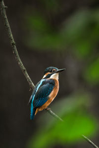 Close-up of bird perching on branch