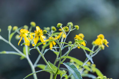 Close-up of yellow flowering plant