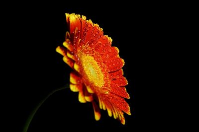 Close-up of flower over black background